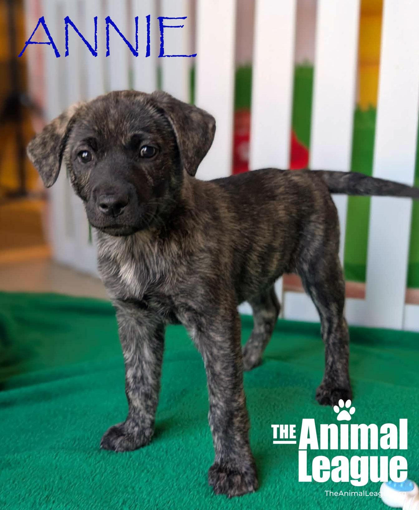 Enlarge Annie, a Adoptable mixed breed in Clermont, FL image 2/3