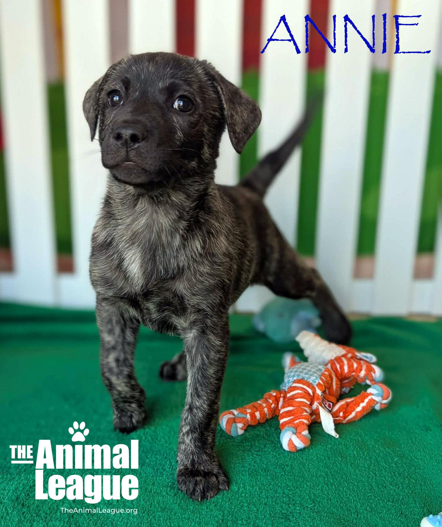 Enlarge Annie, a Adoptable mixed breed in Clermont, FL image 3/3