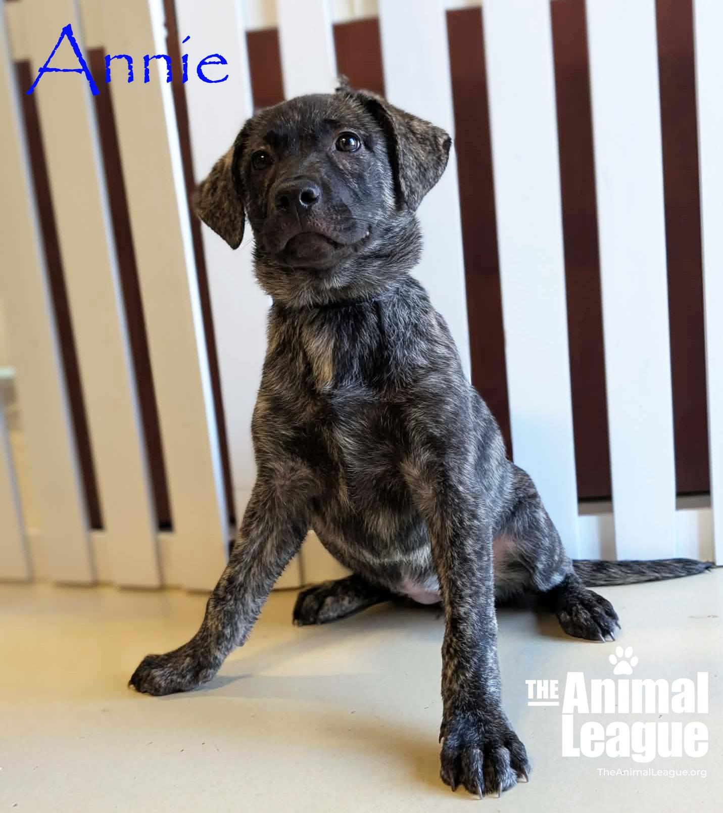 Annie, Adoptable, Puppy Female Border Collie & Anatolian Shepherd.