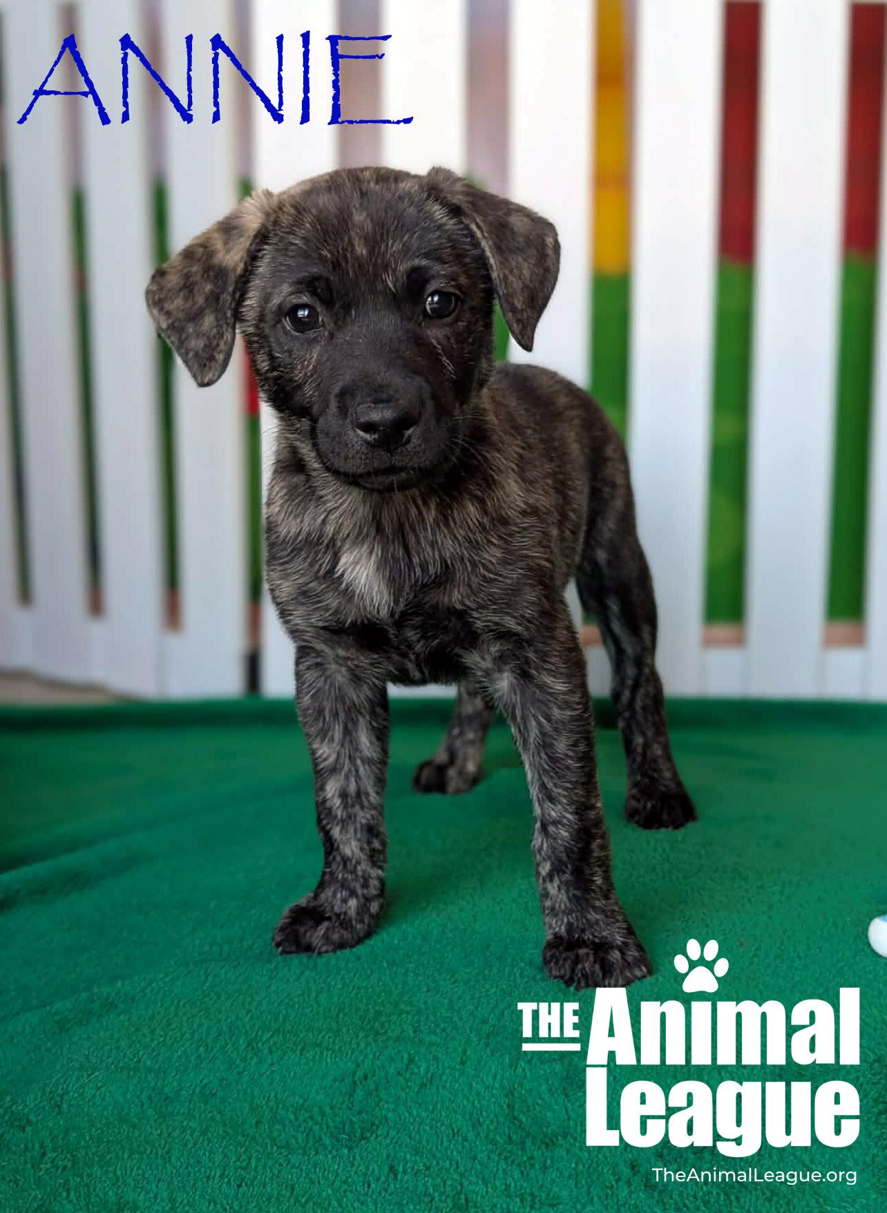 Annie, Adoptable, Puppy Female Border Collie & Anatolian Shepherd.