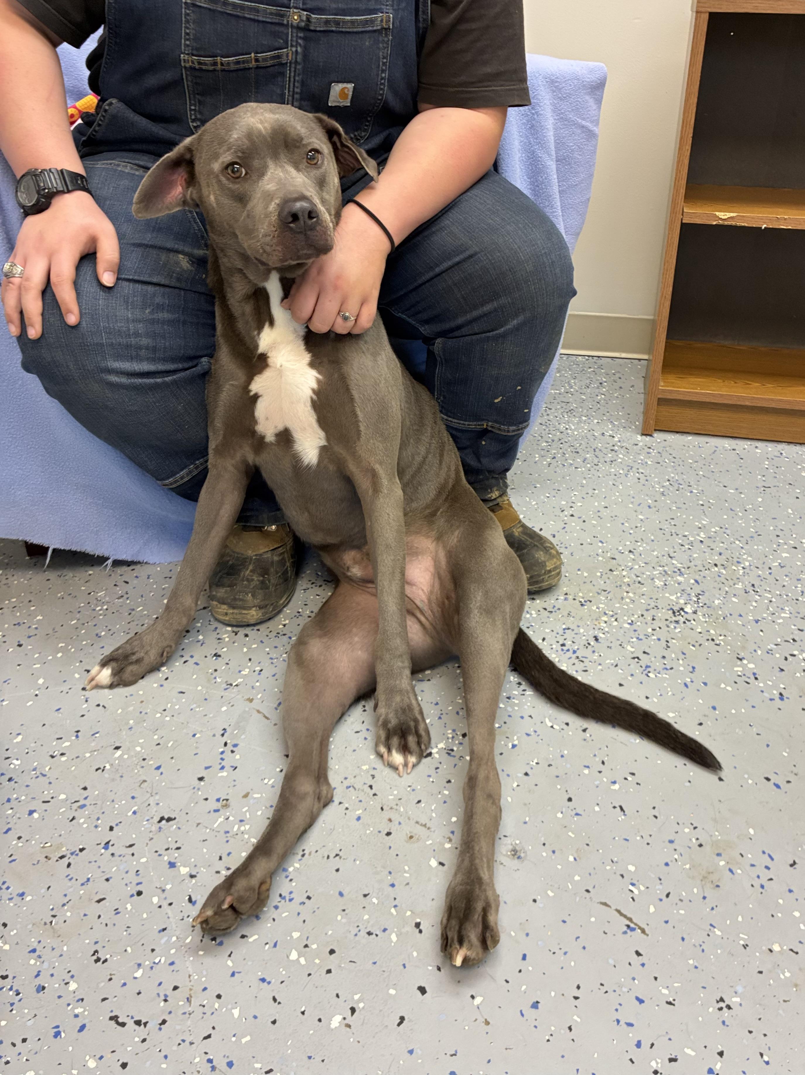 Enlarge Blue, an adopted mixed breed in Senatobia, MS image 2/5