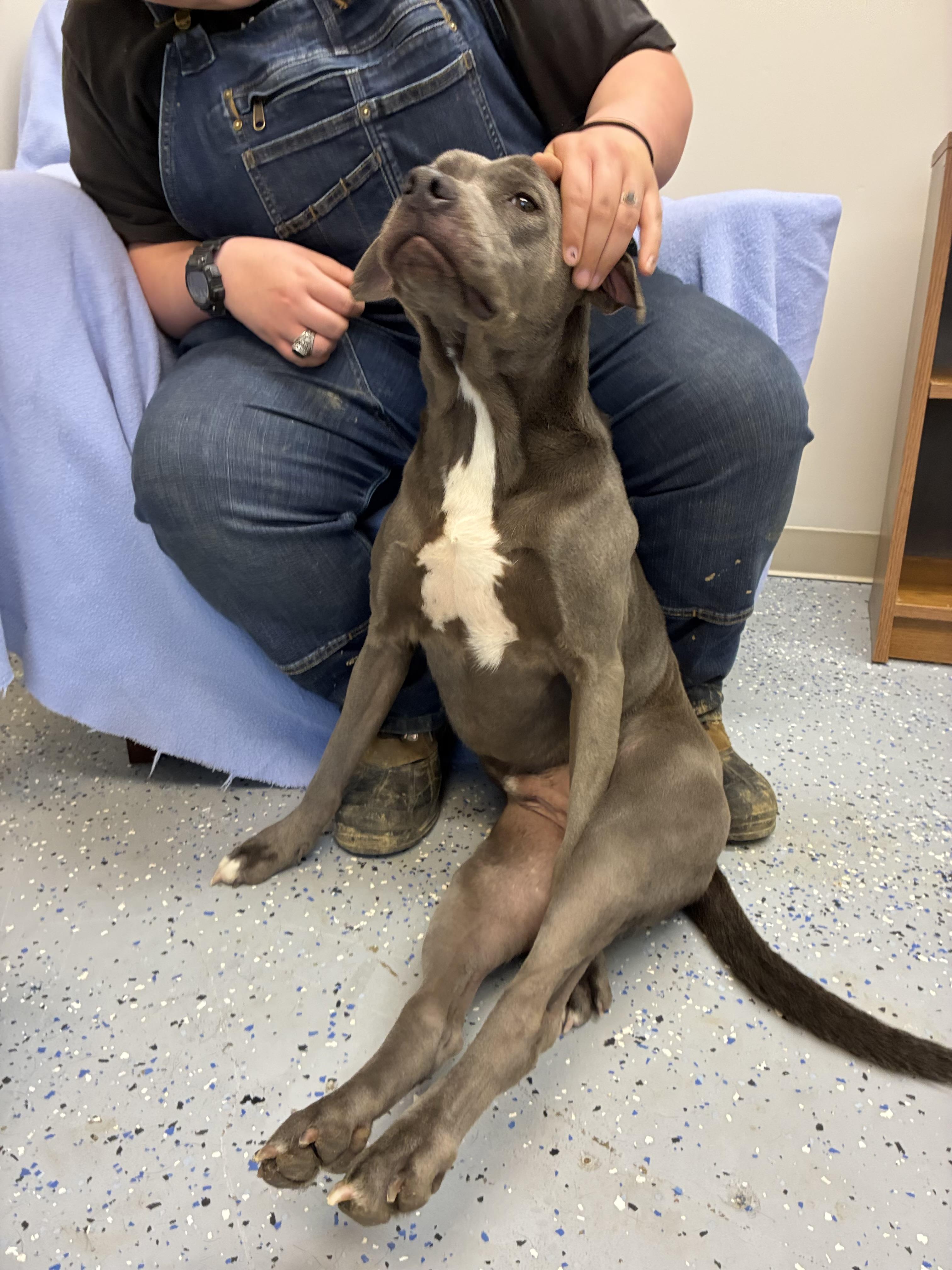 Enlarge Blue, an adopted mixed breed in Senatobia, MS image 3/5