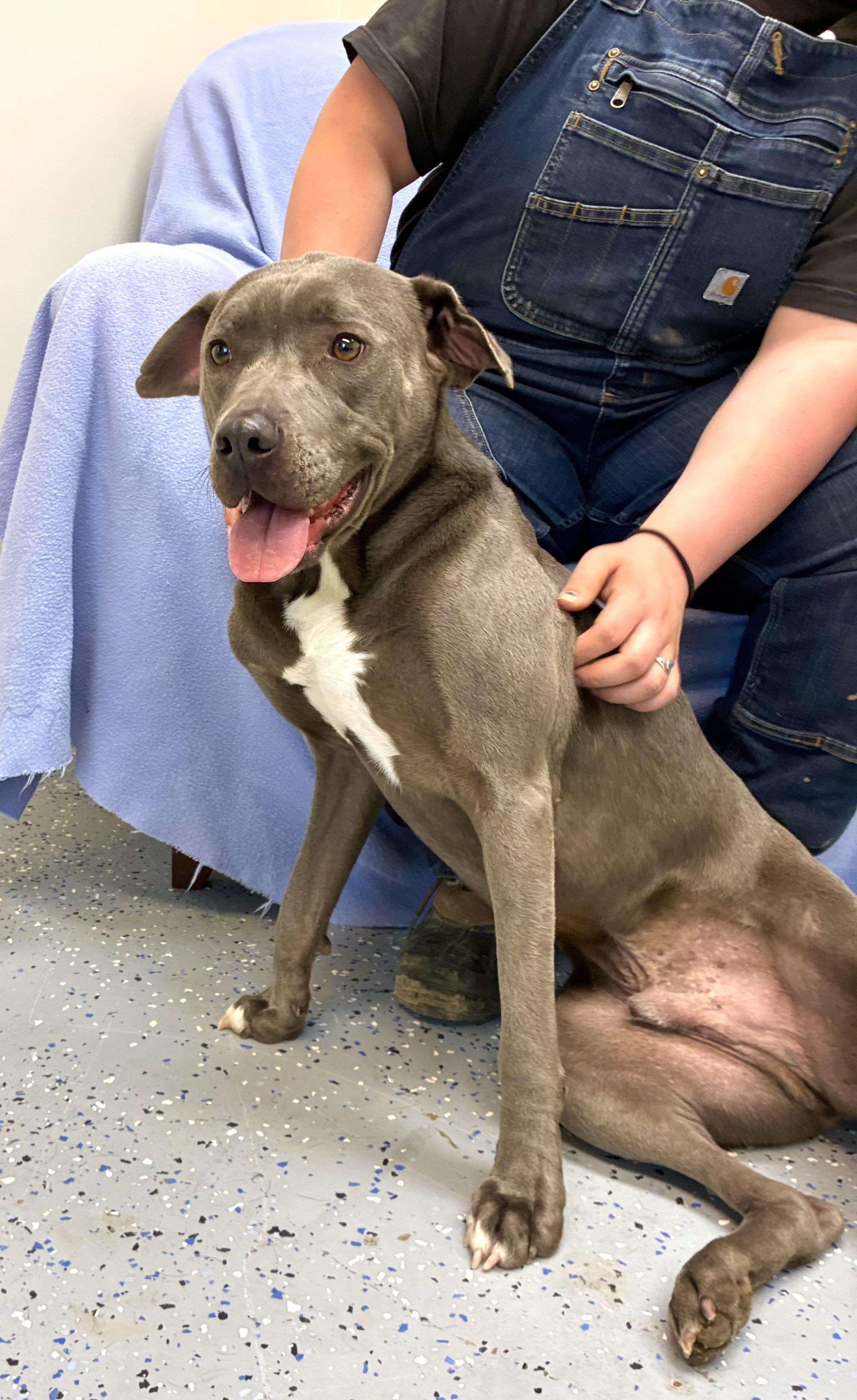 Blue, adopted, Adult Male Labrador Retriever & Pit Bull Terrier.