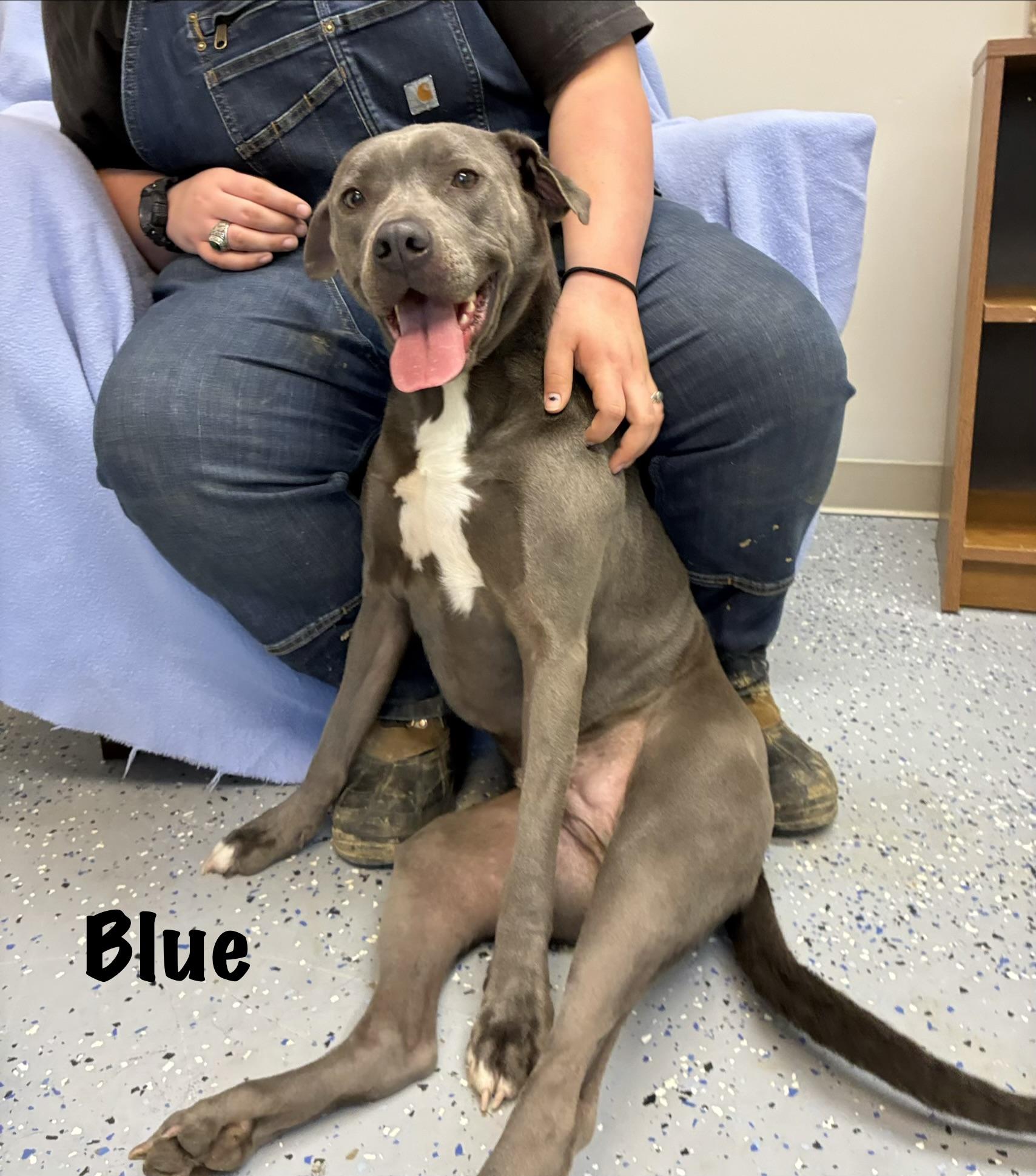 Enlarge Blue, an adopted mixed breed in Senatobia, MS image 5/5