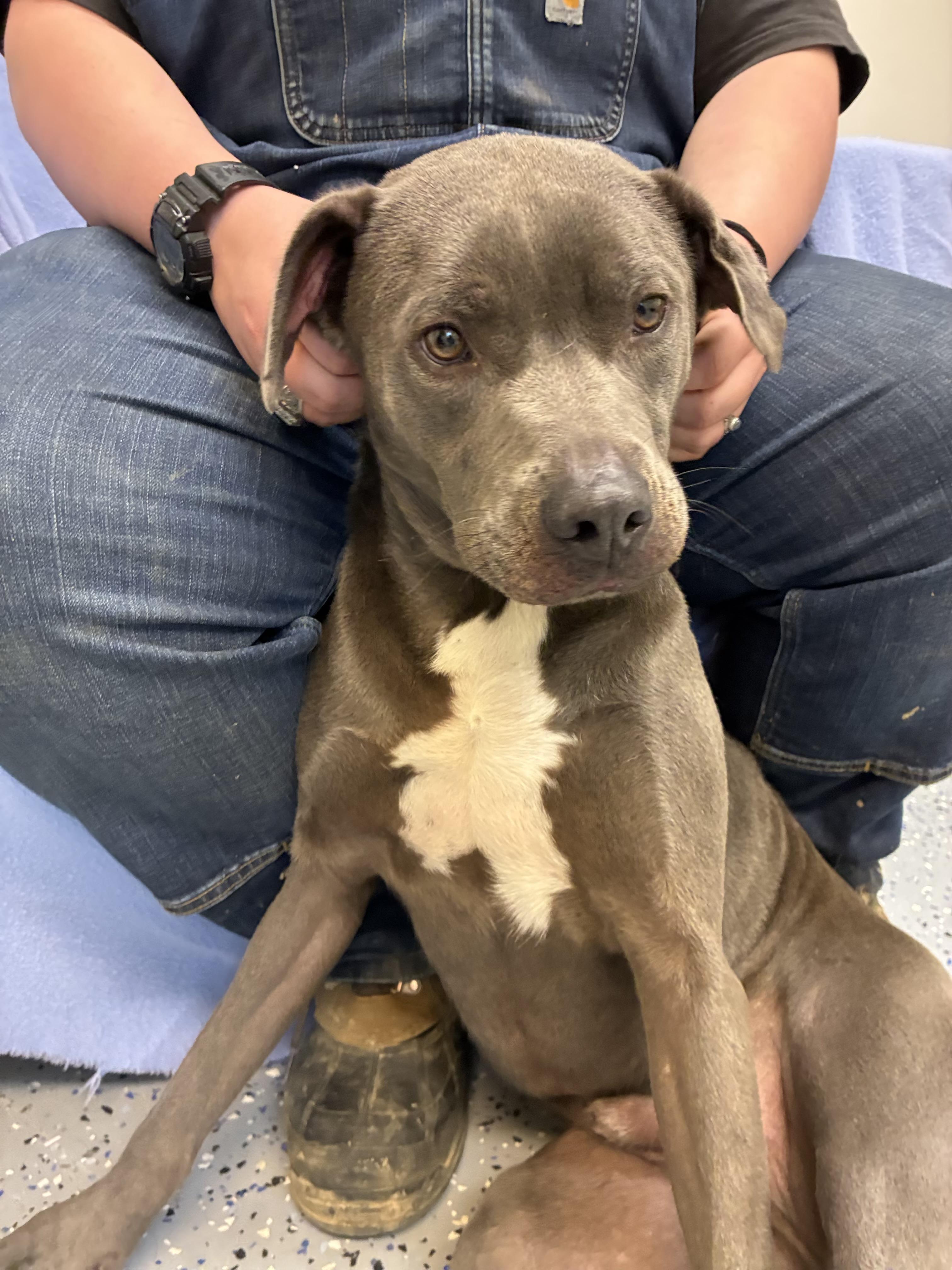 Enlarge Blue, an adopted mixed breed in Senatobia, MS image 4/5