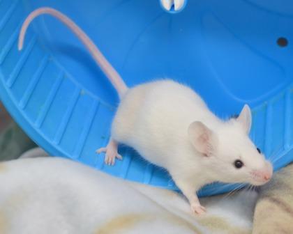 Kiwi, Adoptable, Baby Male Mouse & Mouse.