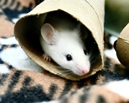 Enlarge Kiwi, a Adoptable mixed breed in West Seneca, NY image 2/3