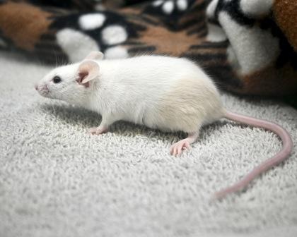 Enlarge Kiwi, a Adoptable mixed breed in West Seneca, NY image 3/3