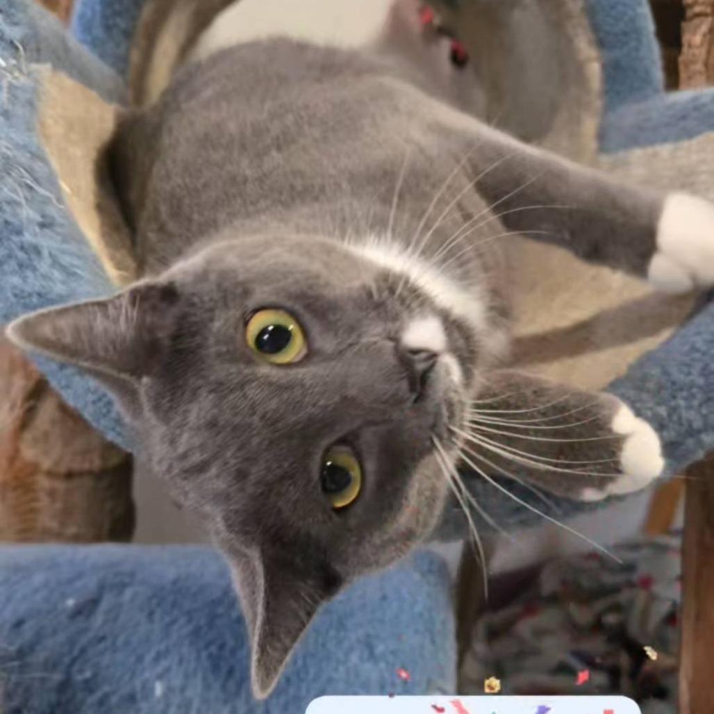 Candy Button, Adoptable, Young Male Domestic Short Hair.