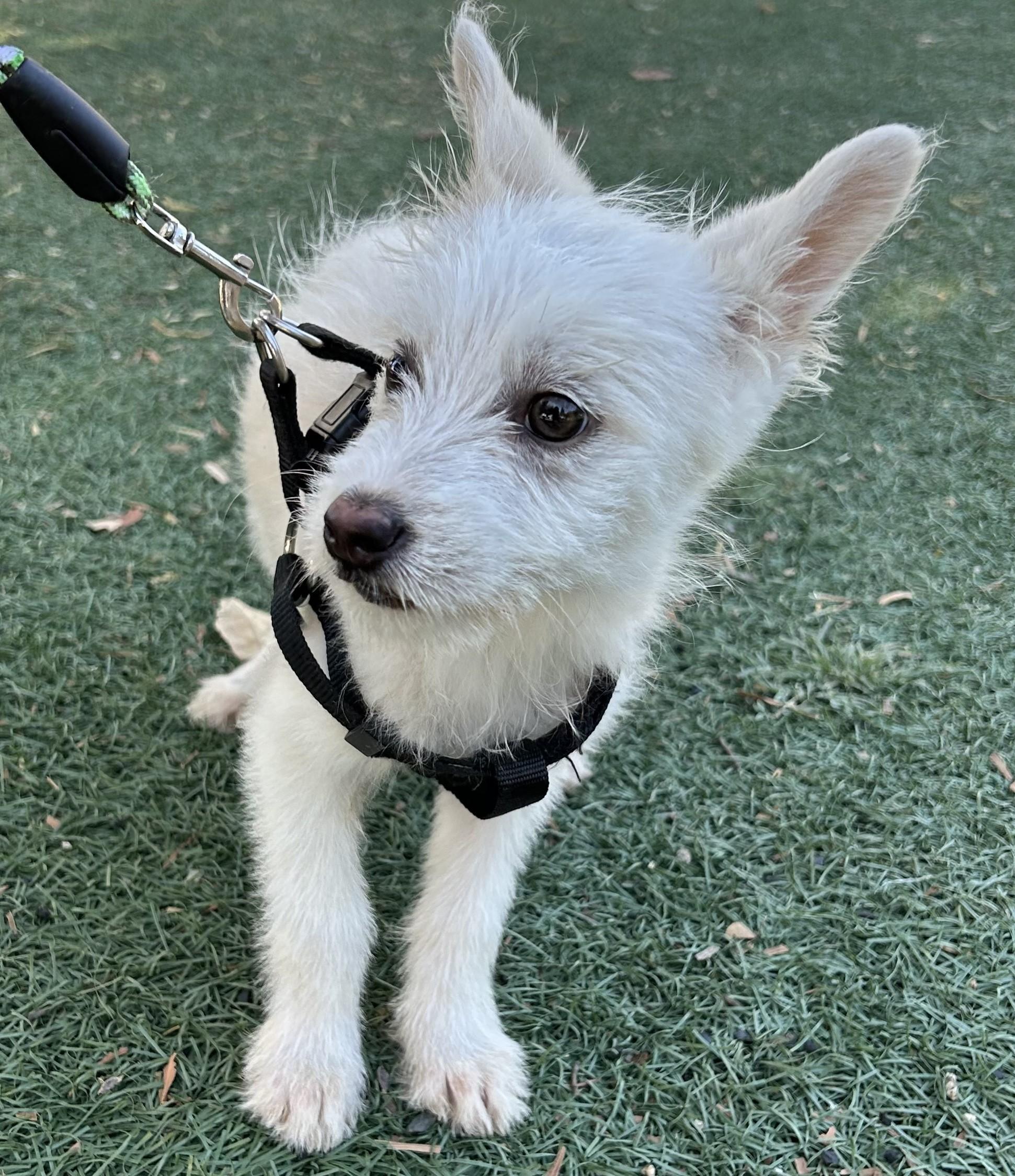 Enlarge JUNIOR, a ADOPTABLE mixed breed in Bell Gardens, CA image 3/6