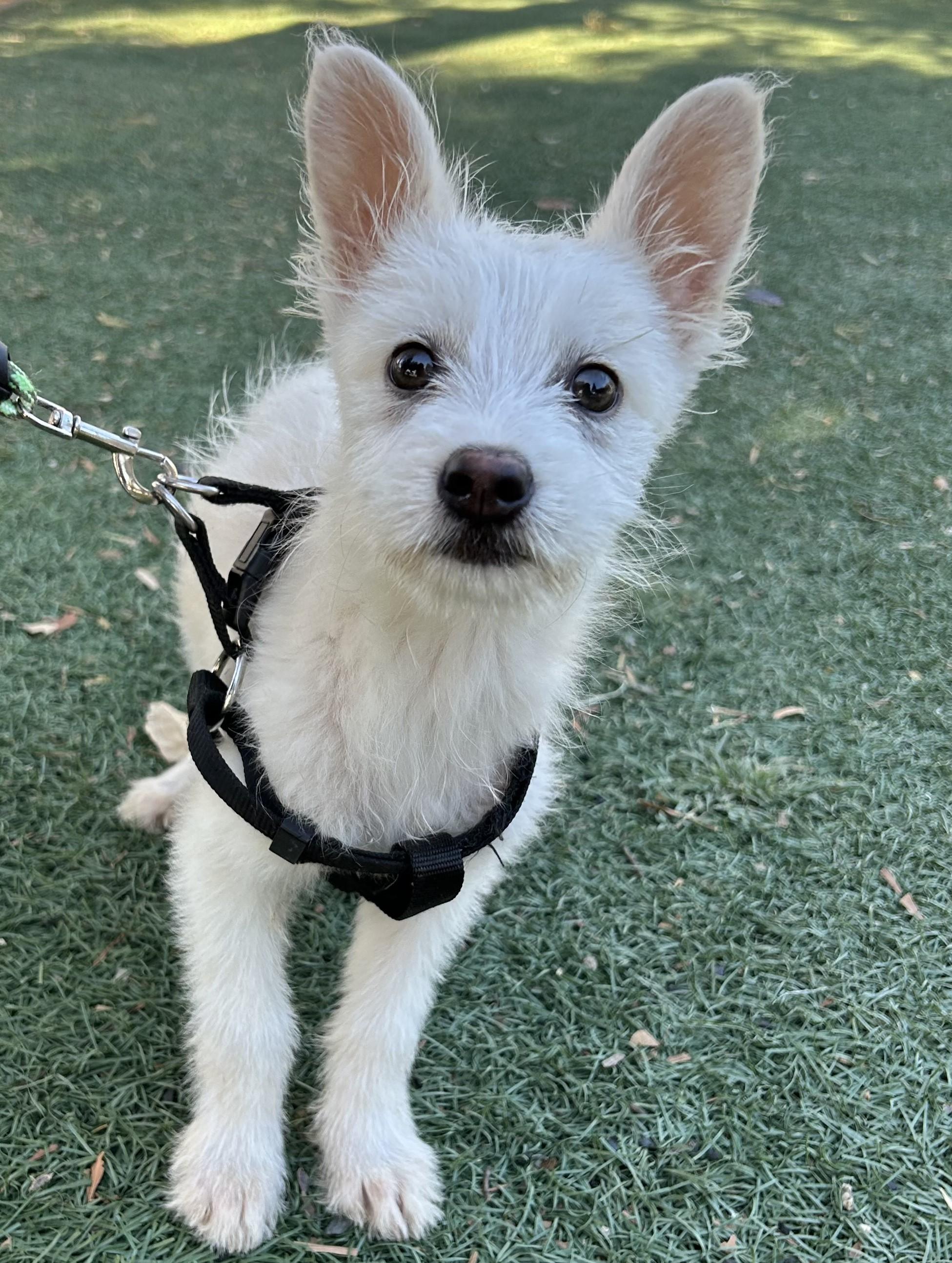 Enlarge JUNIOR, a ADOPTABLE mixed breed in Bell Gardens, CA image 1/6