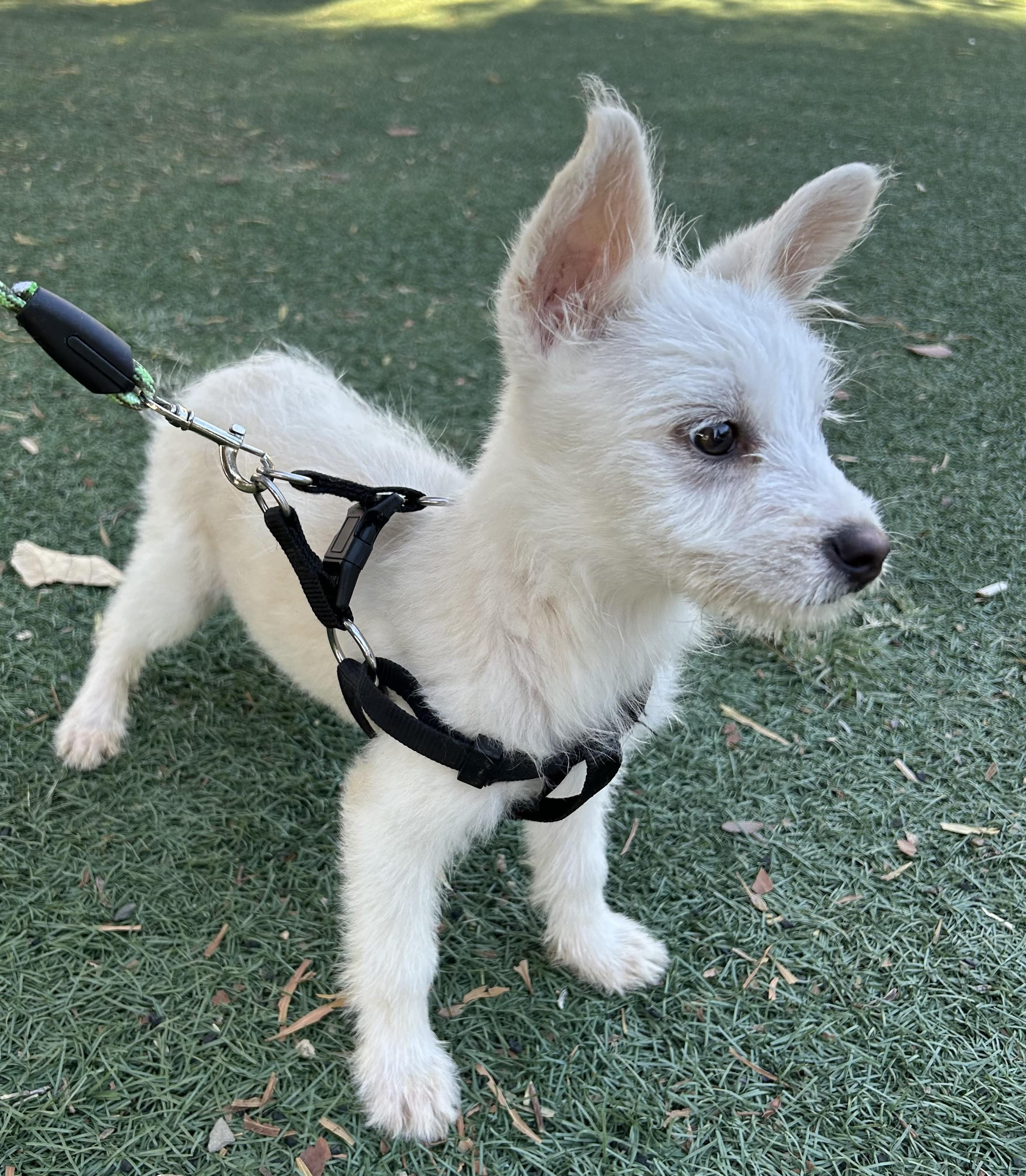 Enlarge JUNIOR, a ADOPTABLE mixed breed in Bell Gardens, CA image 2/6