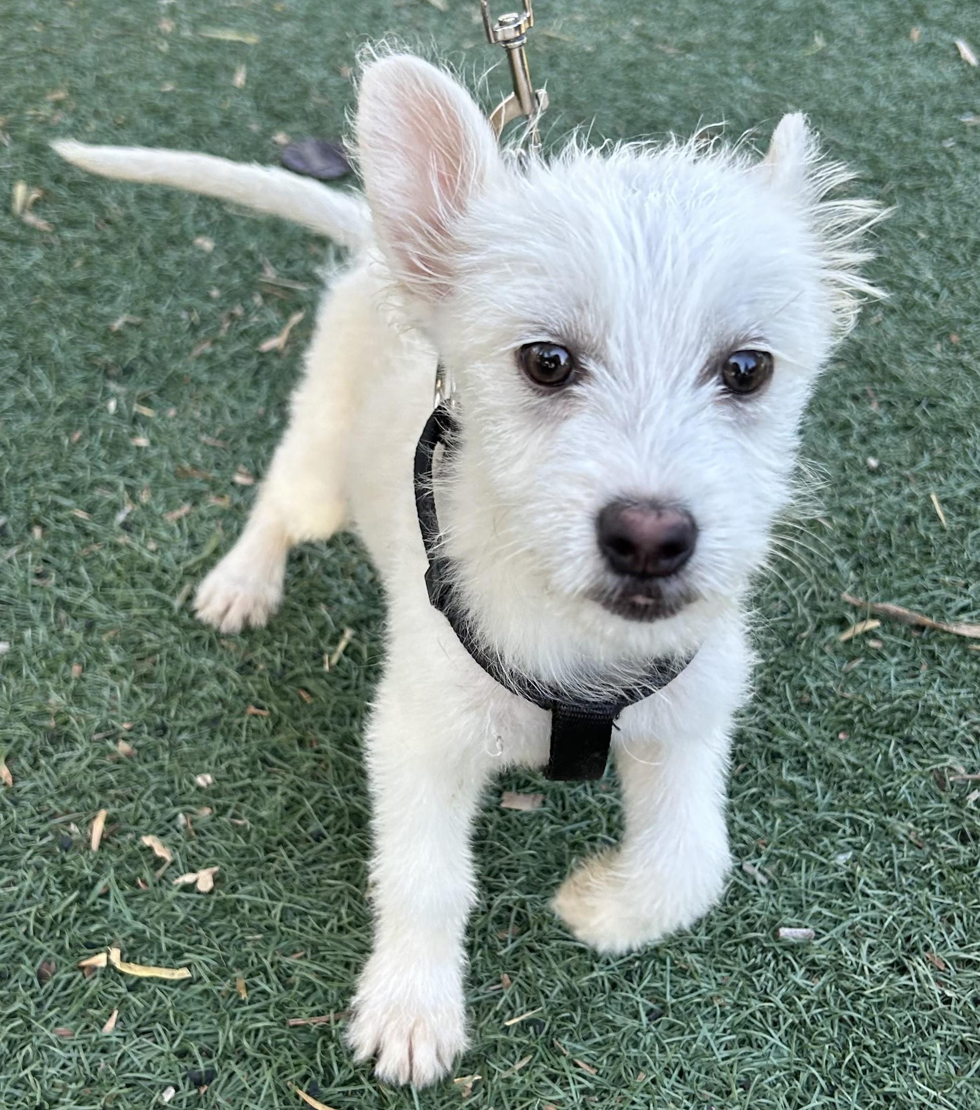 Enlarge JUNIOR, a ADOPTABLE mixed breed in Bell Gardens, CA image 5/6