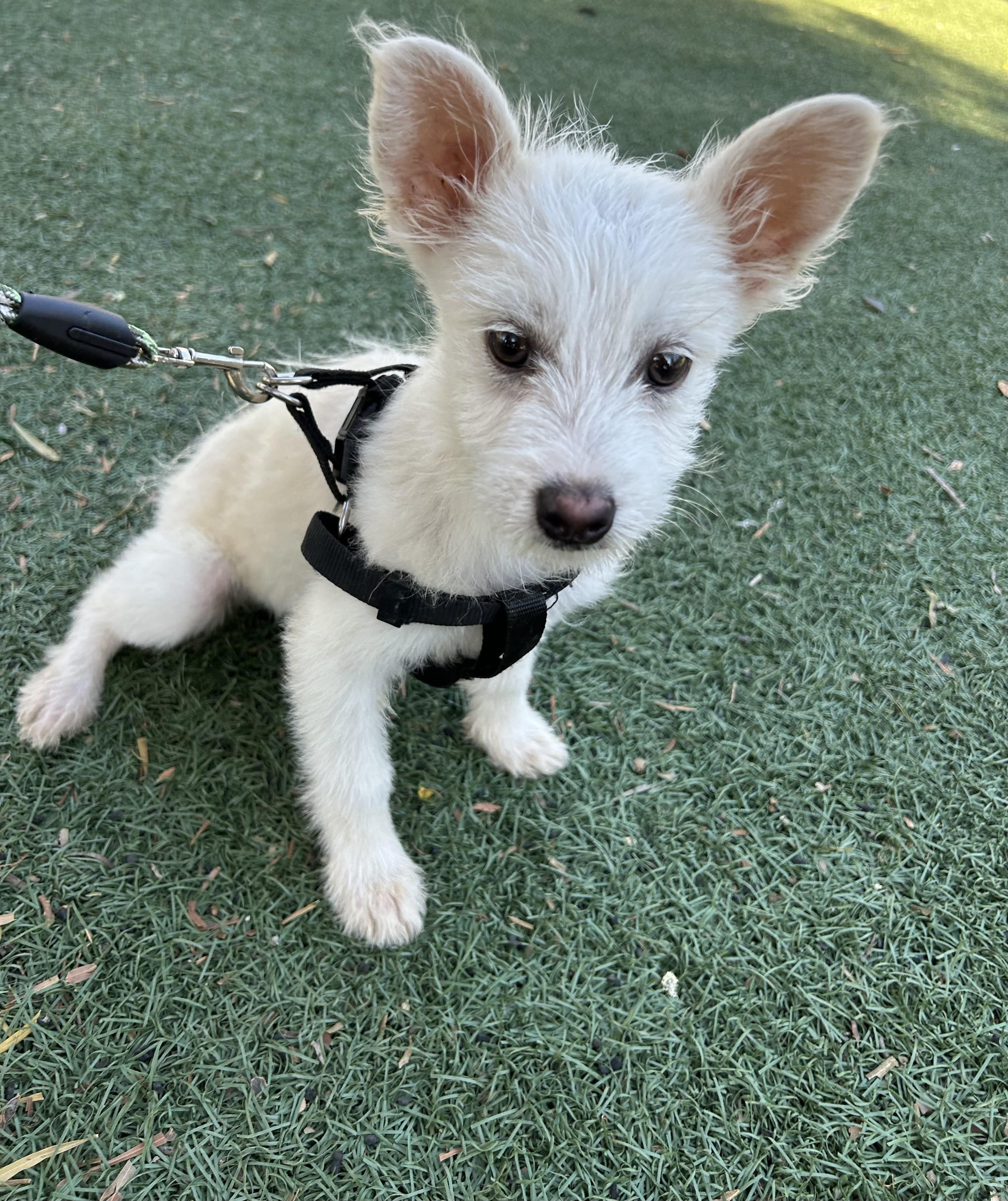 Enlarge JUNIOR, a ADOPTABLE mixed breed in Bell Gardens, CA image 4/6