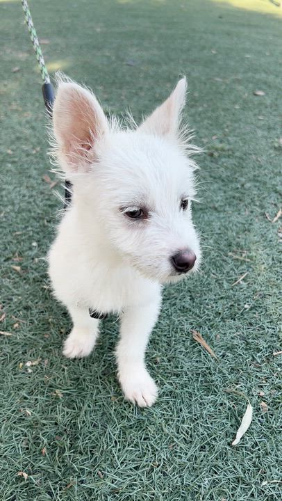 Enlarge JUNIOR, a ADOPTABLE mixed breed in Bell Gardens, CA video 6/6