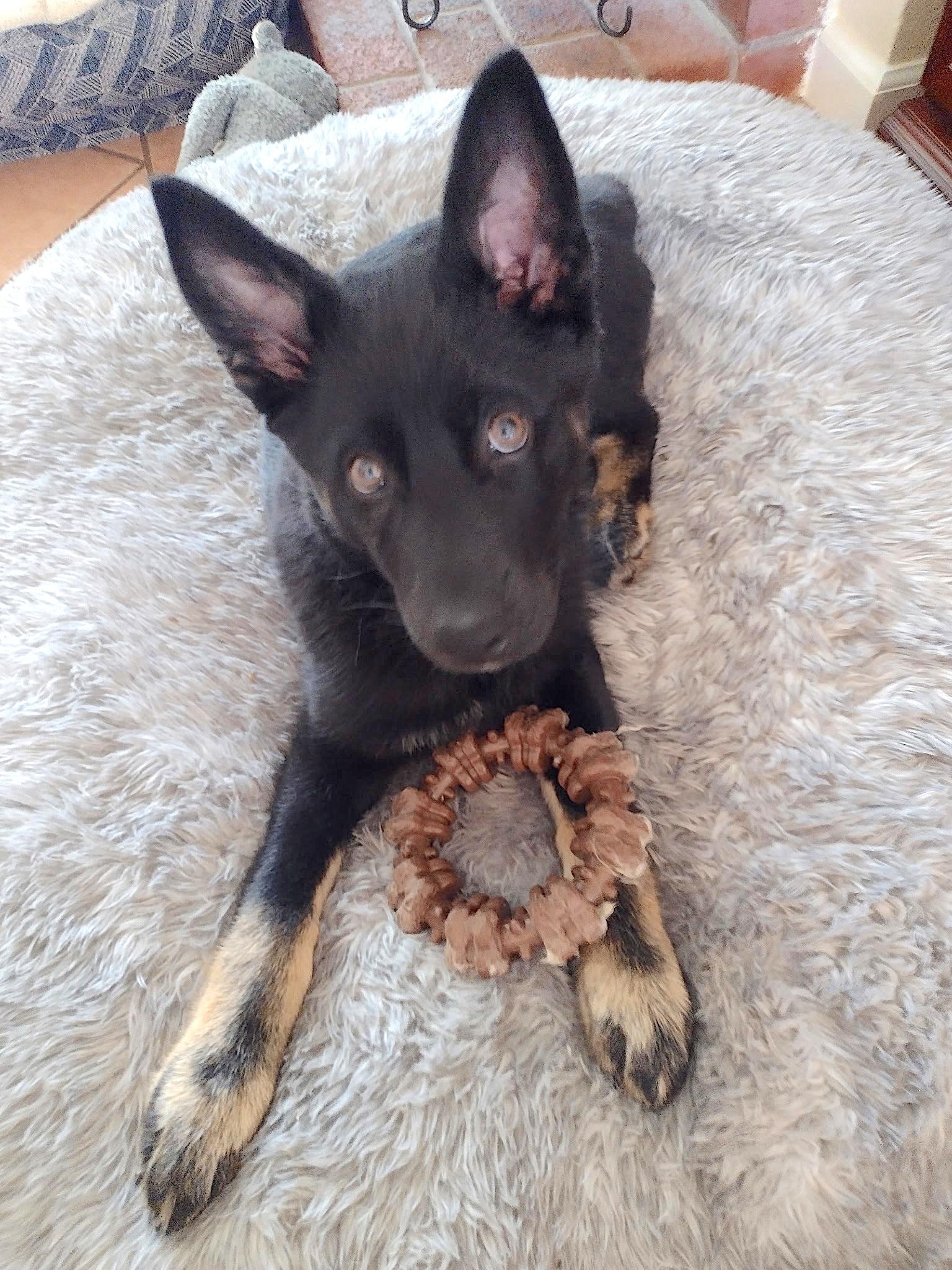 Enlarge Sparky, a ADOPTABLE mixed breed in Redwood City, CA image 3/6