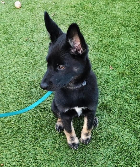 Enlarge Sparky, a ADOPTABLE mixed breed in Redwood City, CA image 5/6