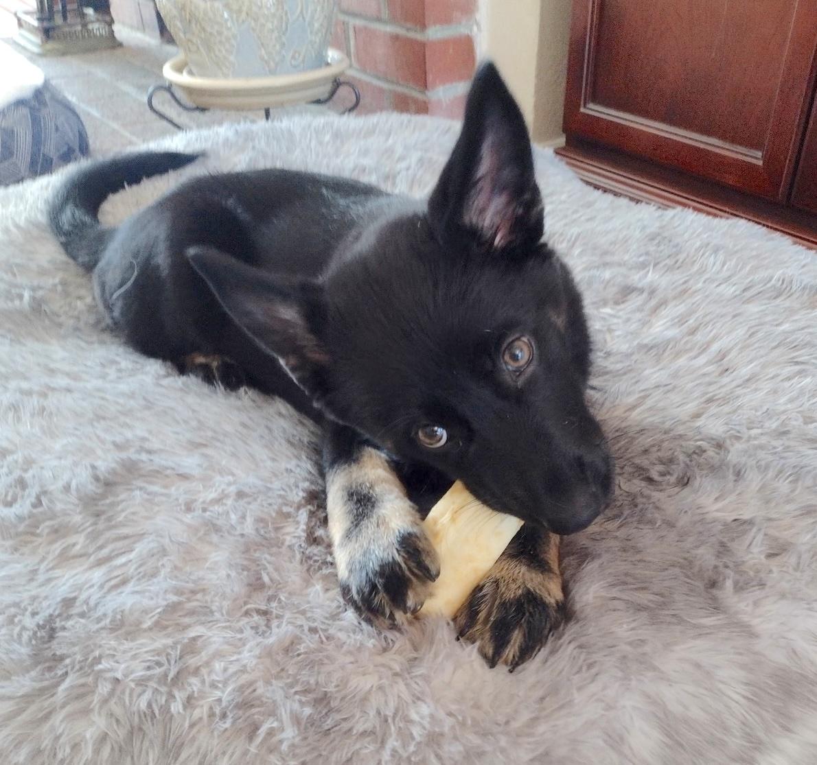 Enlarge Sparky, a ADOPTABLE mixed breed in Redwood City, CA image 4/6