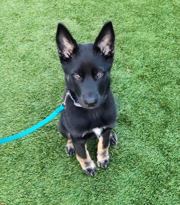 Sparky, ADOPTABLE, Puppy Female German Shepherd Dog.
