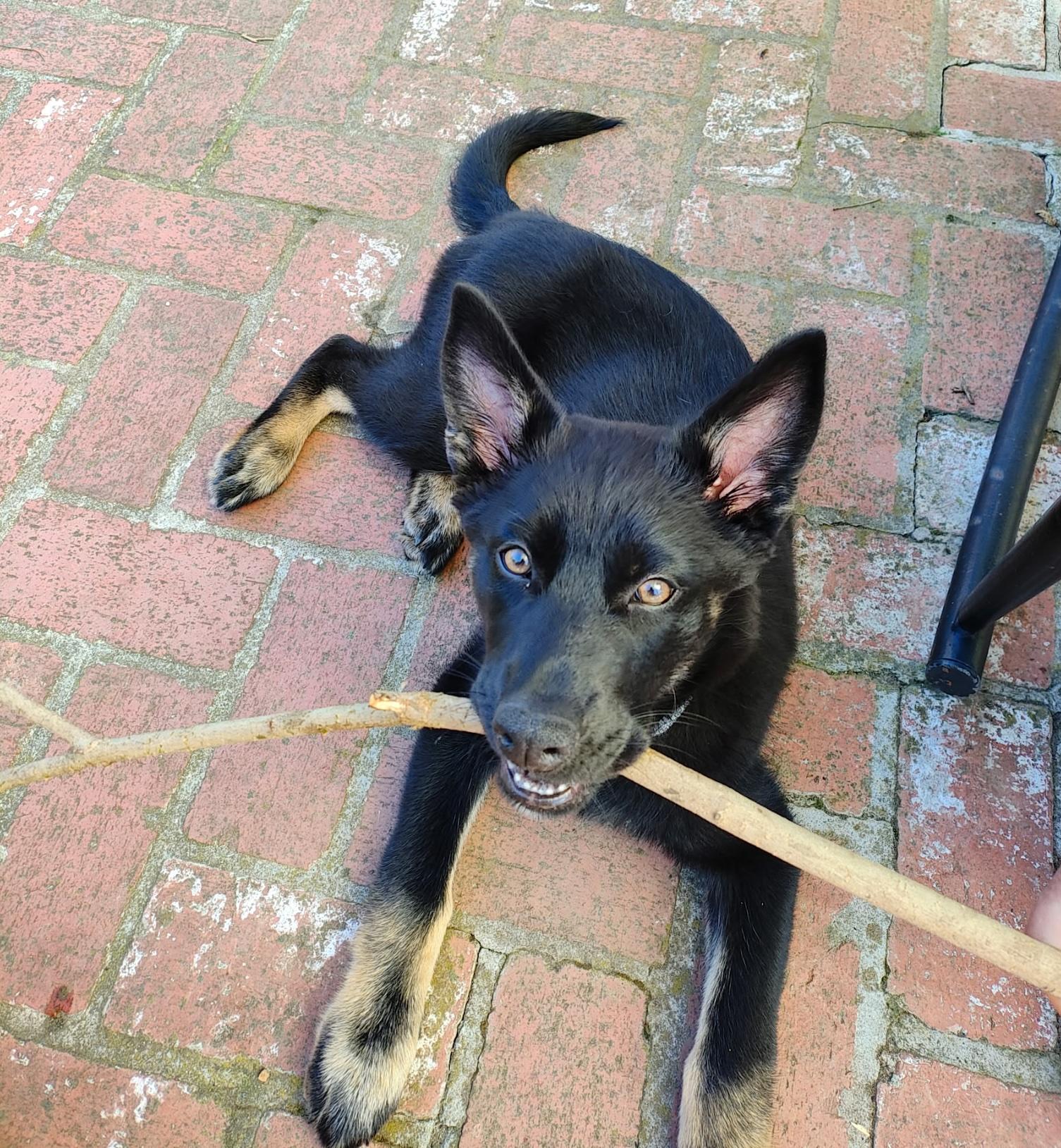 Enlarge Sparky, a ADOPTABLE mixed breed in Redwood City, CA image 2/6