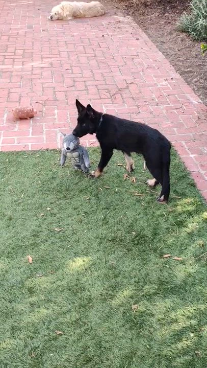Enlarge Sparky, a ADOPTABLE mixed breed in Redwood City, CA video 6/6