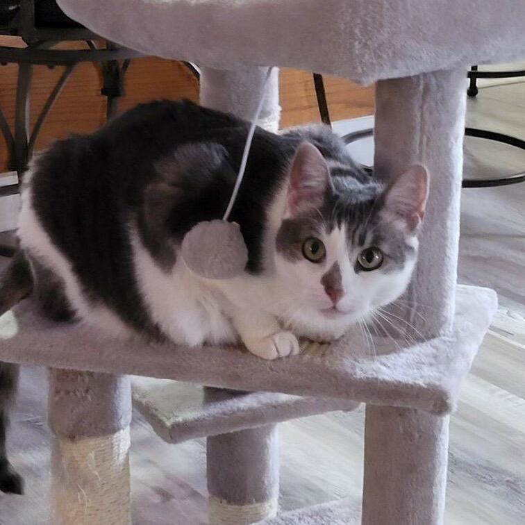 Lola, Adoptable, Adult Female Domestic Short Hair.