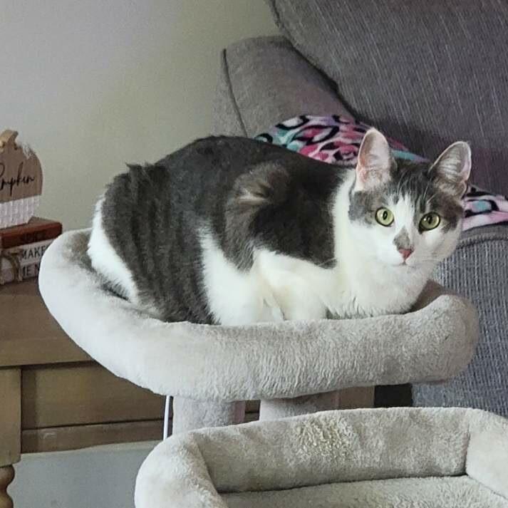 Enlarge Lola, a Adoptable Domestic Short Hair in Wakefield, MA image 2/6