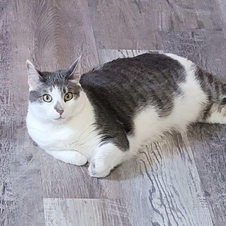 Enlarge Lola, a Adoptable Domestic Short Hair in Wakefield, MA image 3/6