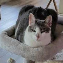 Enlarge Lola, a Adoptable Domestic Short Hair in Wakefield, MA image 4/6