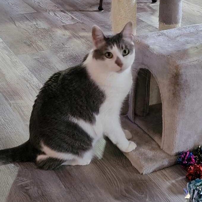 Enlarge Lola, a Adoptable Domestic Short Hair in Wakefield, MA image 5/6