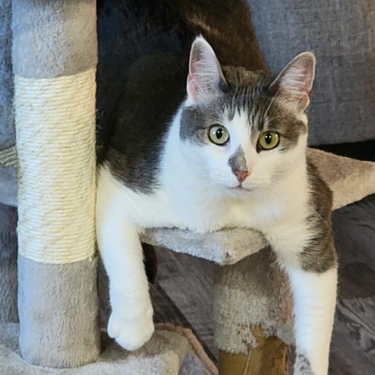 Enlarge Lola, a Adoptable Domestic Short Hair in Wakefield, MA image 6/6