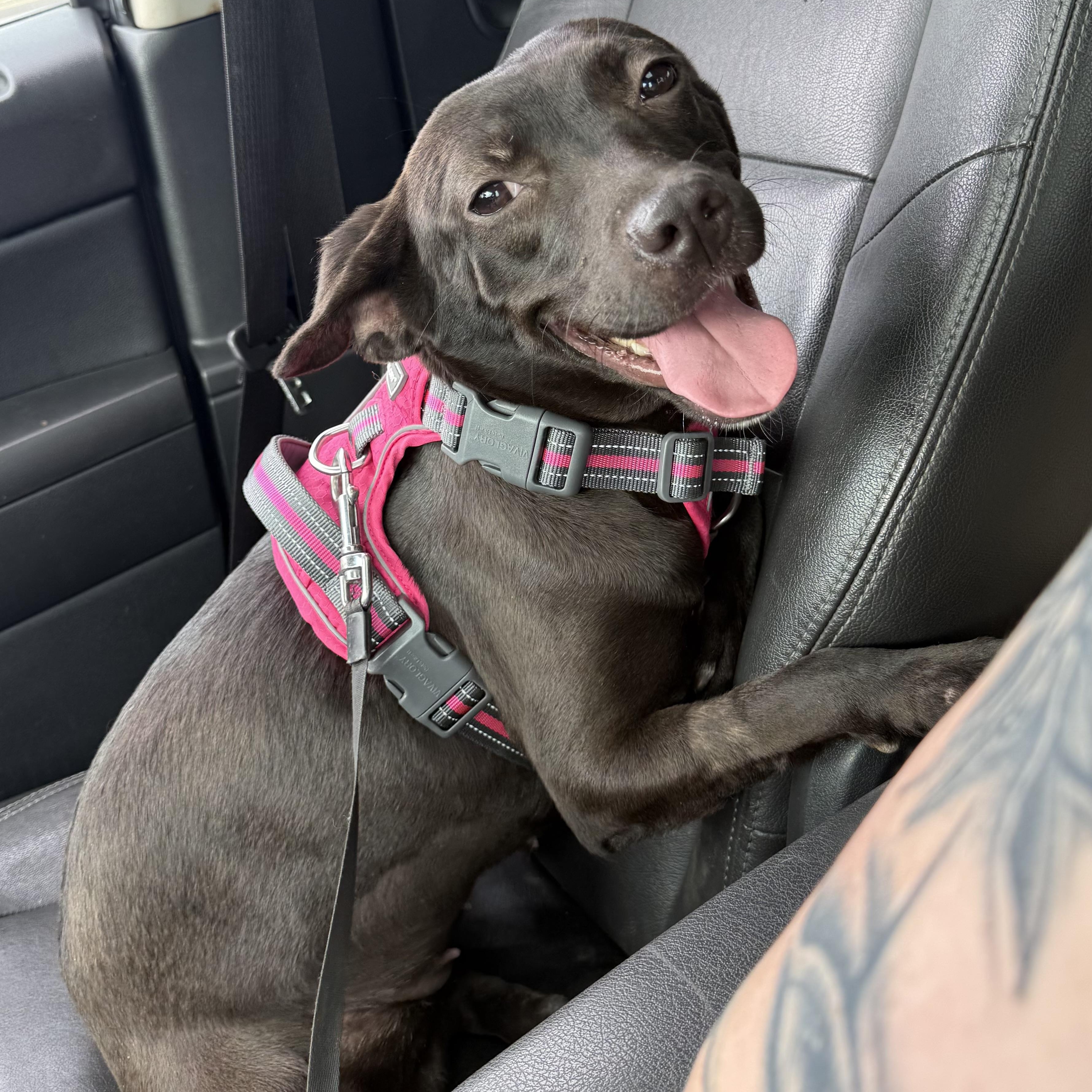 Enlarge Hayley, a Adoptable mixed breed in Columbus, OH image 5/6