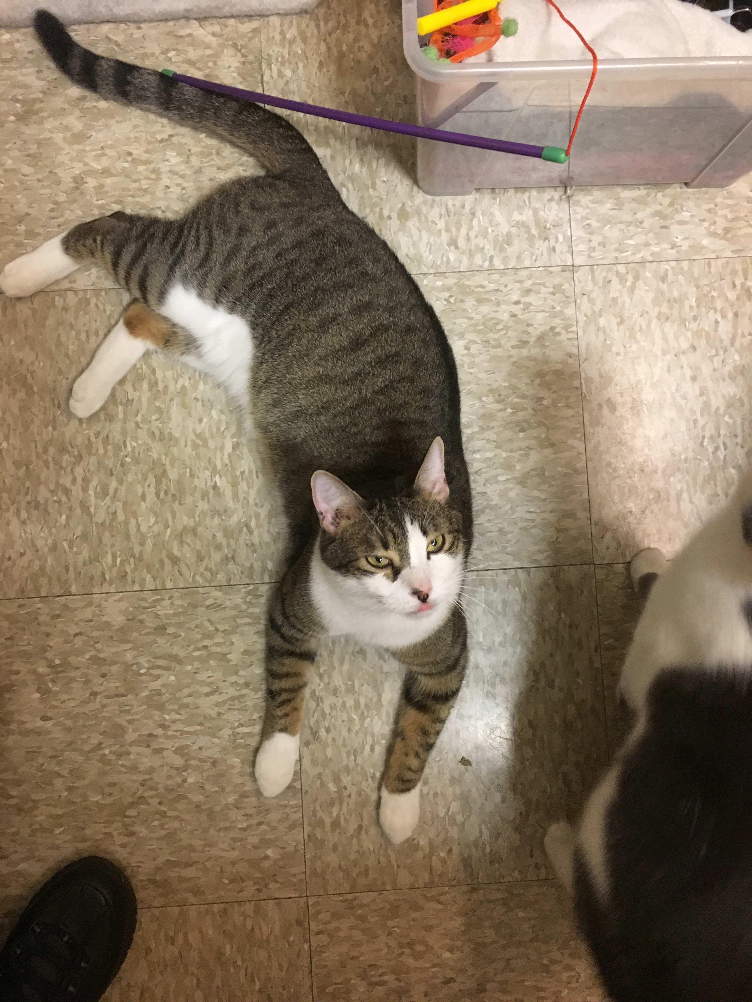 Enlarge Sasha, a Adoptable Domestic Short Hair in Tustin, CA image 1/6