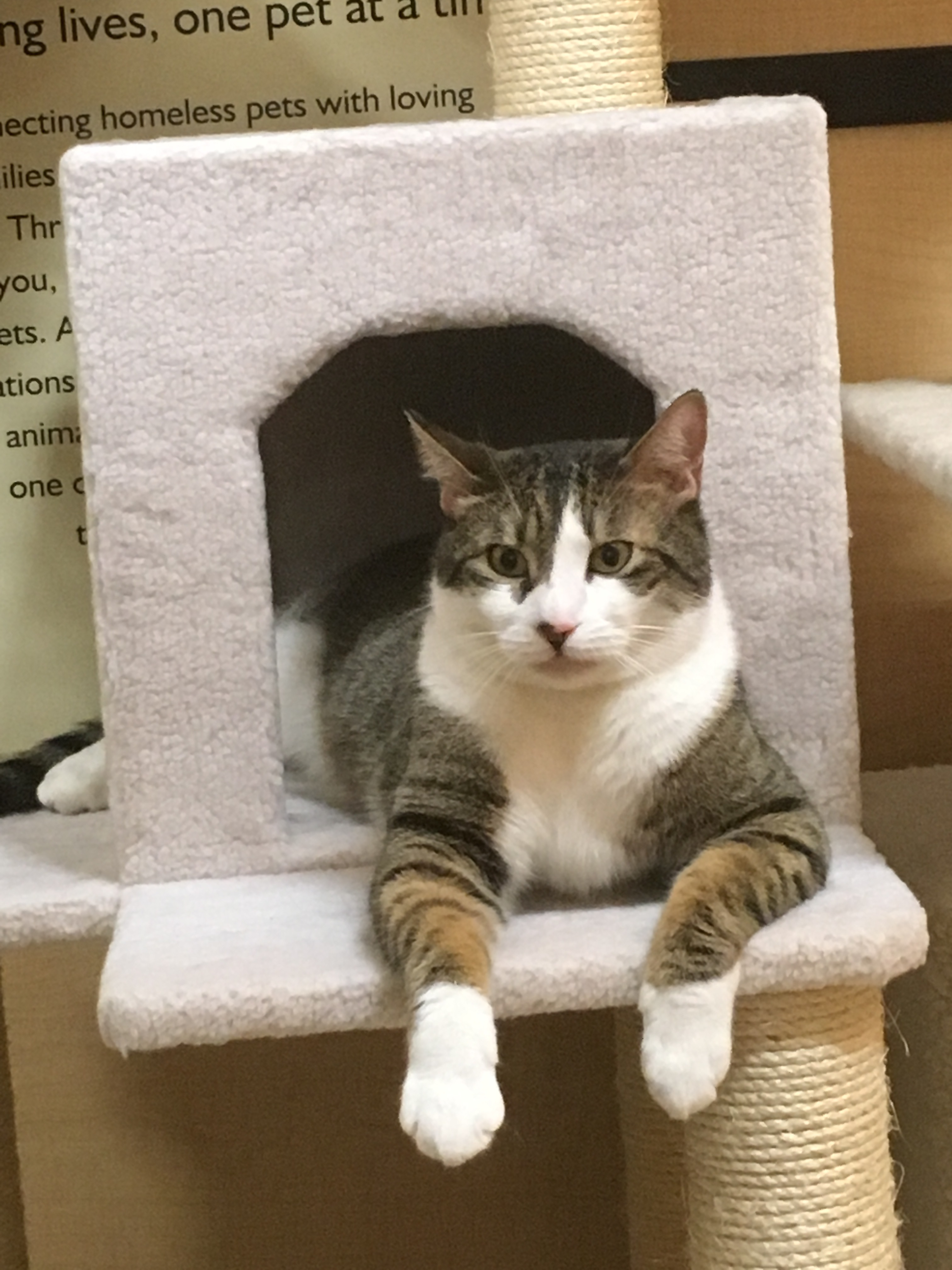 Sasha, Adult Male Domestic Short Hair