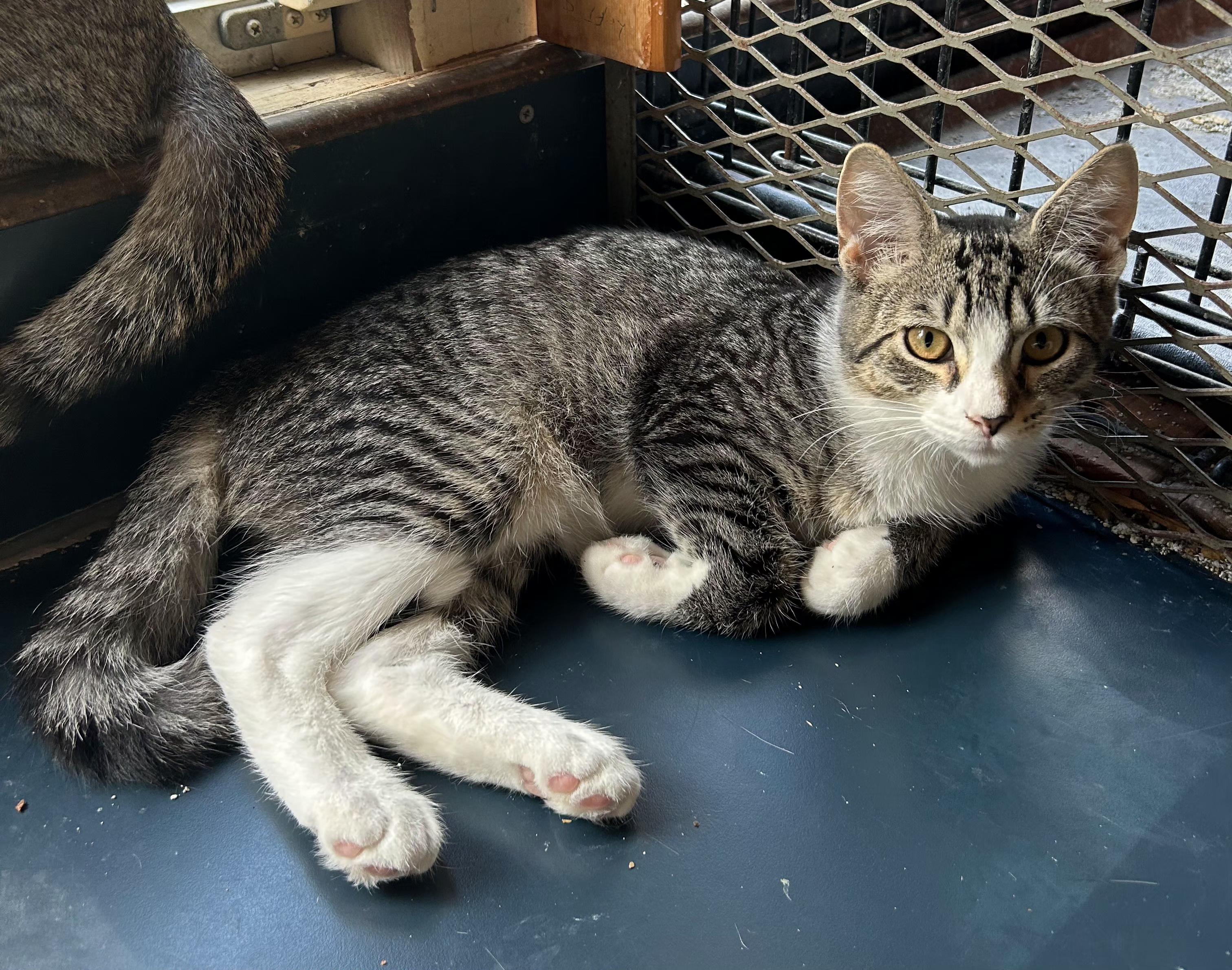Muffin, Adoptable, Young Male Domestic Short Hair & Tabby.