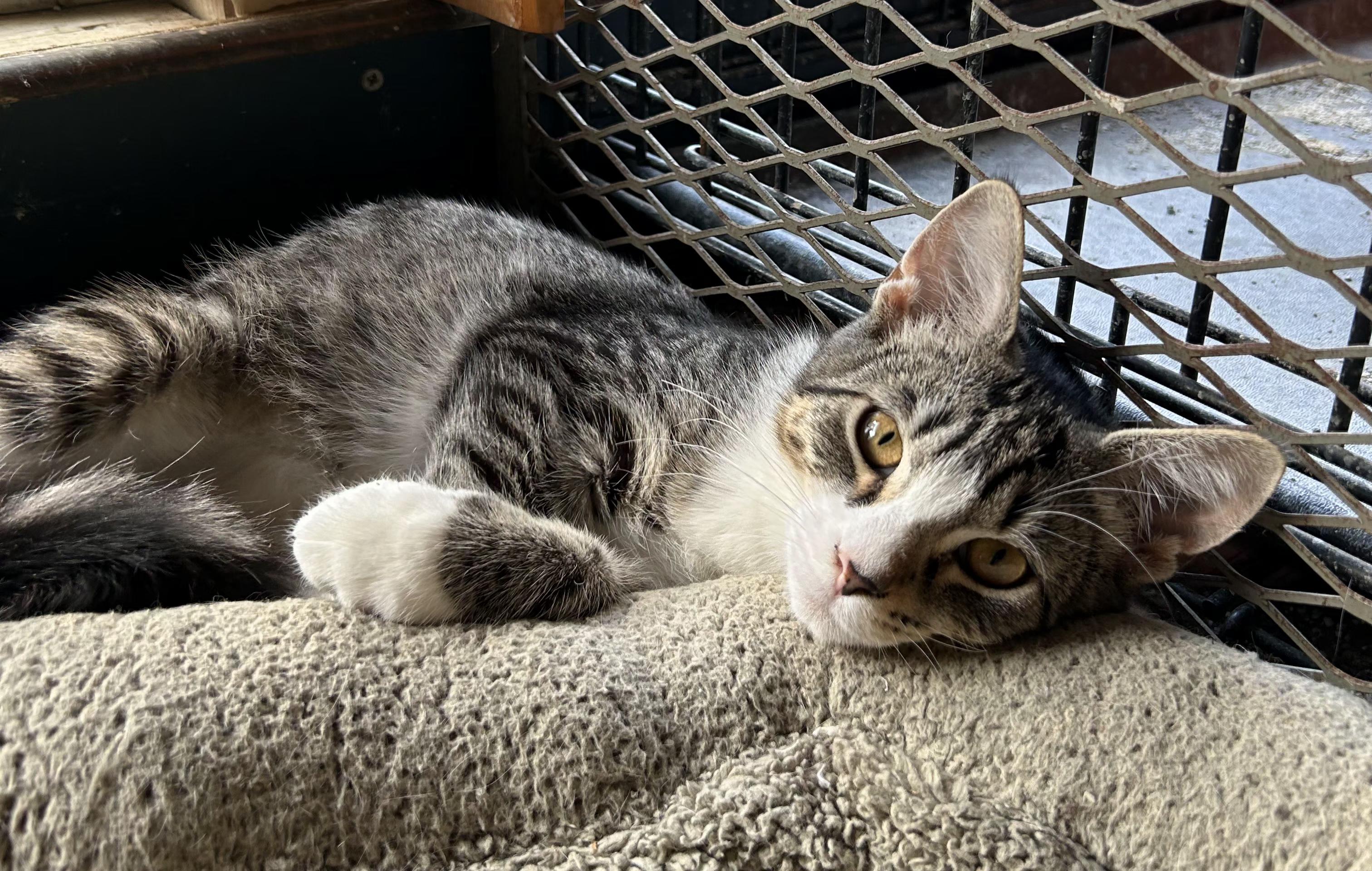 Enlarge Muffin, a Adoptable mixed breed in Stewartsville,, NJ image 2/3