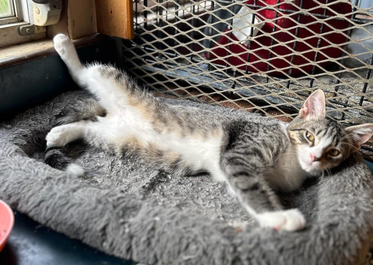 Enlarge Muffin, a Adoptable mixed breed in Stewartsville,, NJ image 3/3