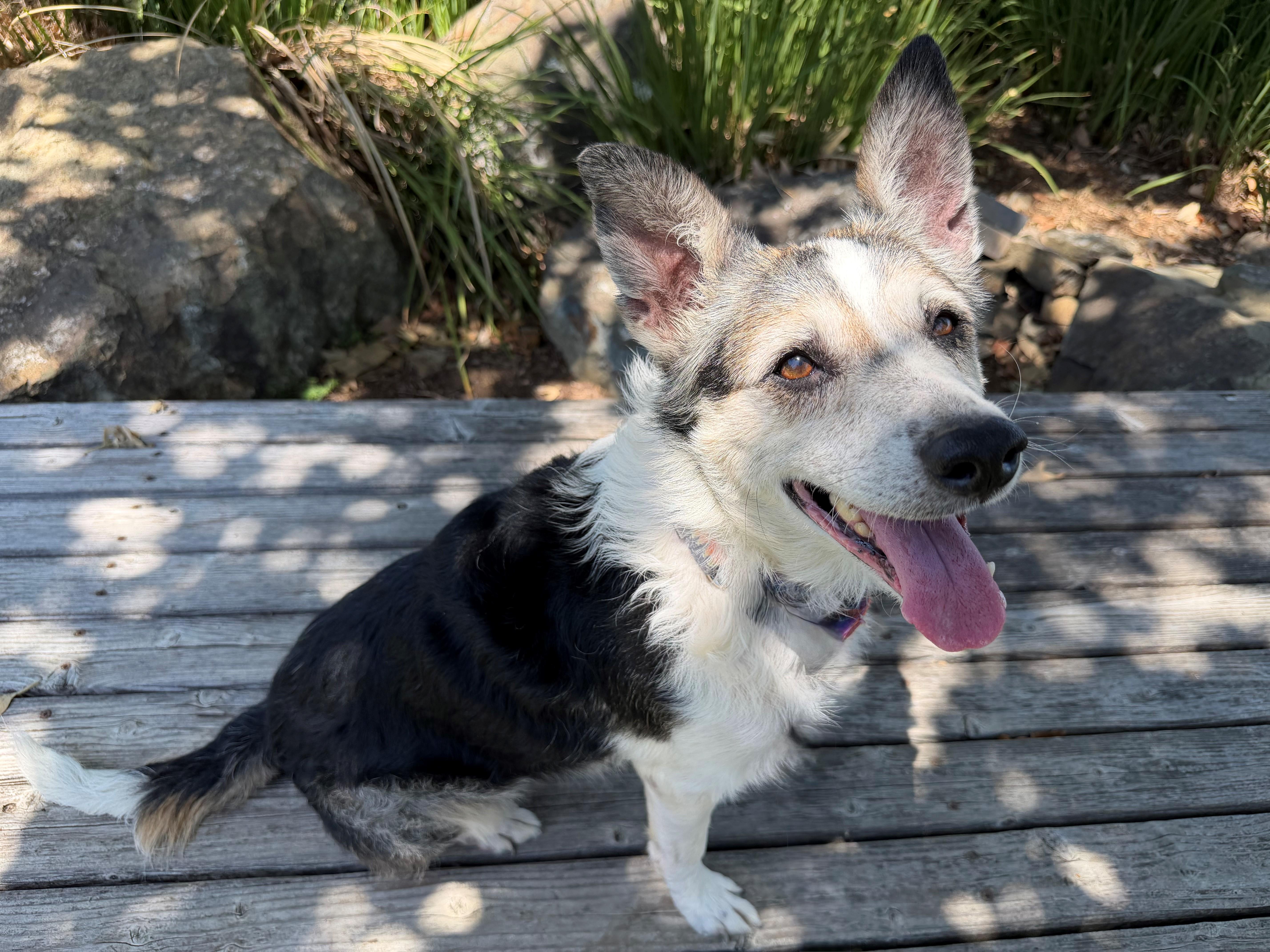 Enlarge Abigail, a ADOPTABLE Australian Shepherd in Mission Viejo, CA image 1/1