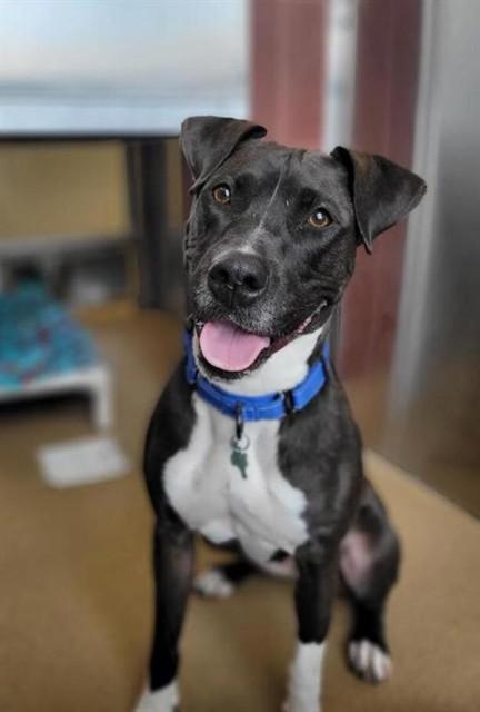 PEPPER, Adoptable, Adult Female Labrador Retriever & Pit Bull Terrier.