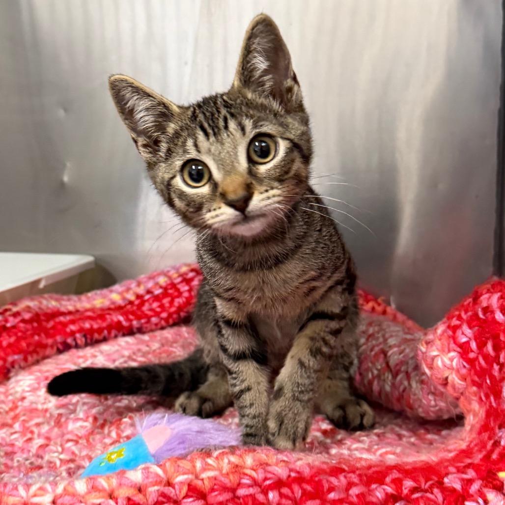Pebble, Adoptable, Kitten Male Domestic Short Hair.