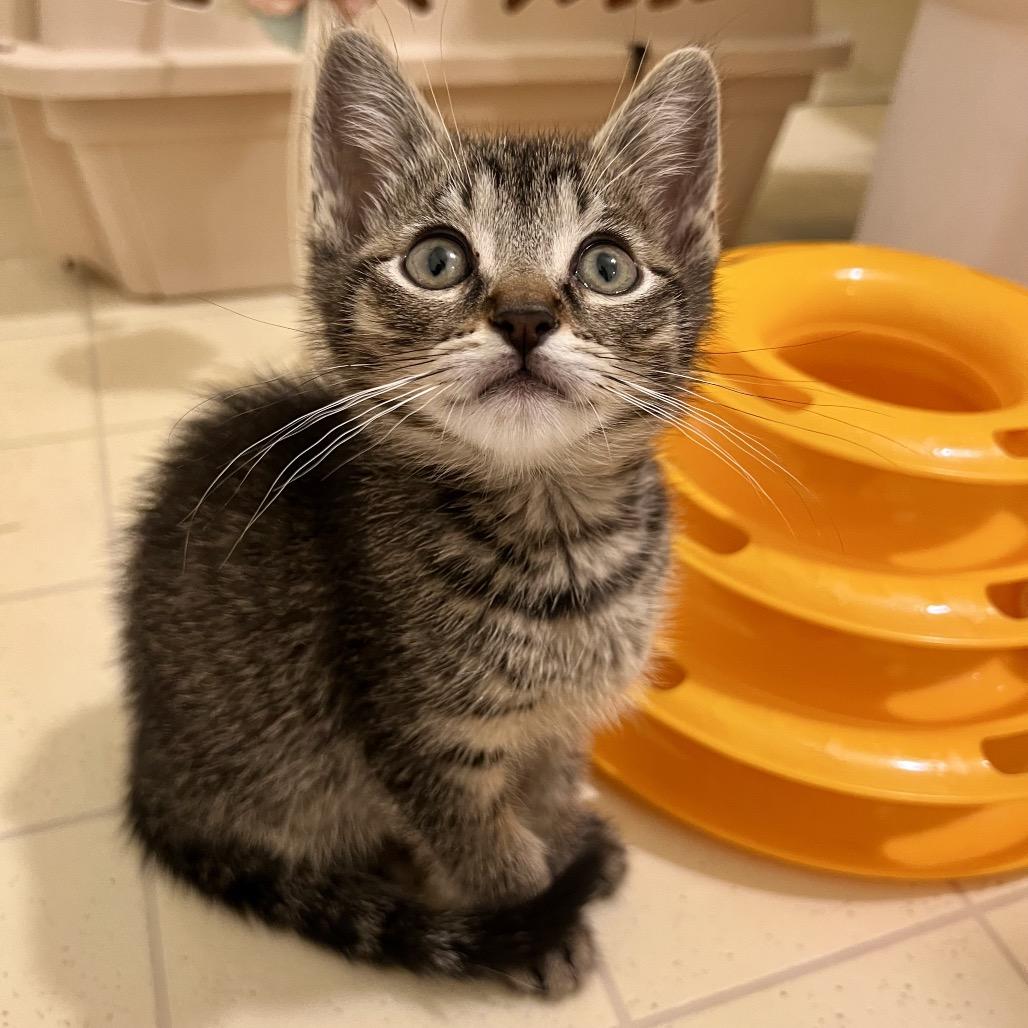 Pebble, a Adoptable Domestic Short Hair in Morgan Hill, CA image 2/6