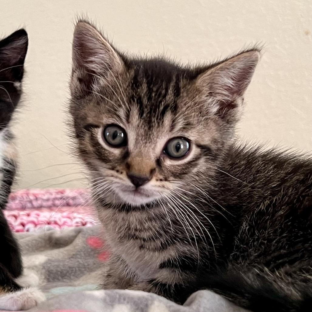 Pebble, a Adoptable Domestic Short Hair in Morgan Hill, CA image 3/6