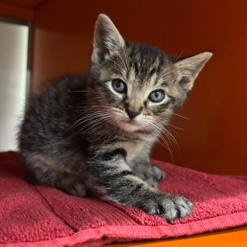 Pebble, a Adoptable Domestic Short Hair in Morgan Hill, CA image 4/6