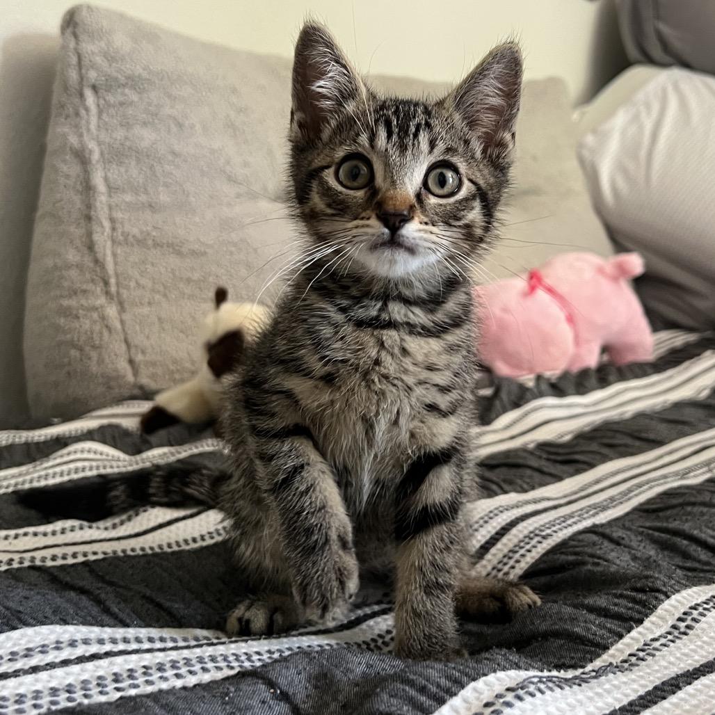 Pebble, a Adoptable Domestic Short Hair in Morgan Hill, CA image 6/6