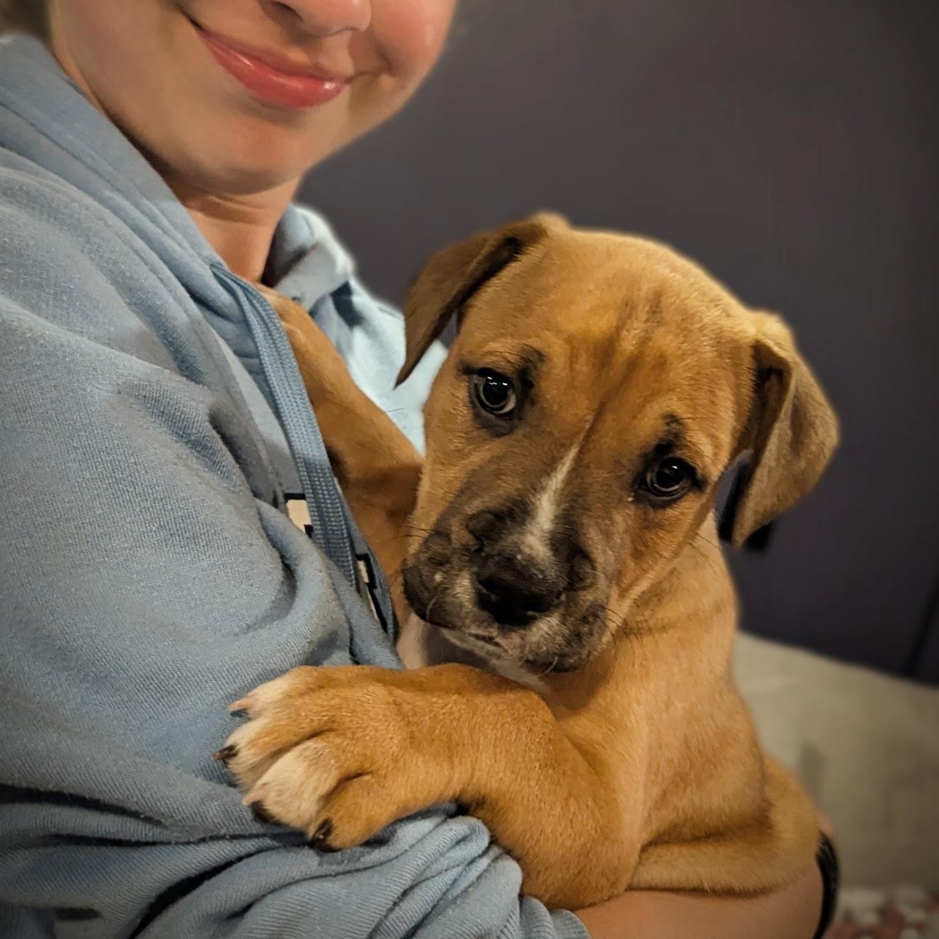 Frank, adoptable, Puppy Male Boxer & Terrier.