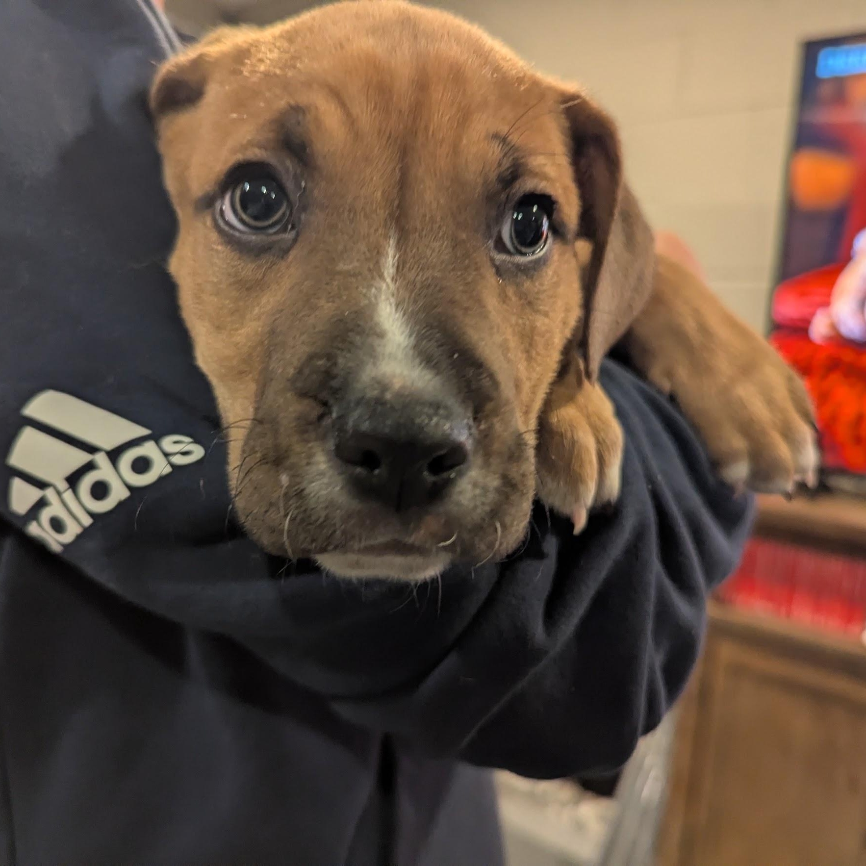 Enlarge Frank, an adoptable mixed breed in Sparta, NJ image 6/6