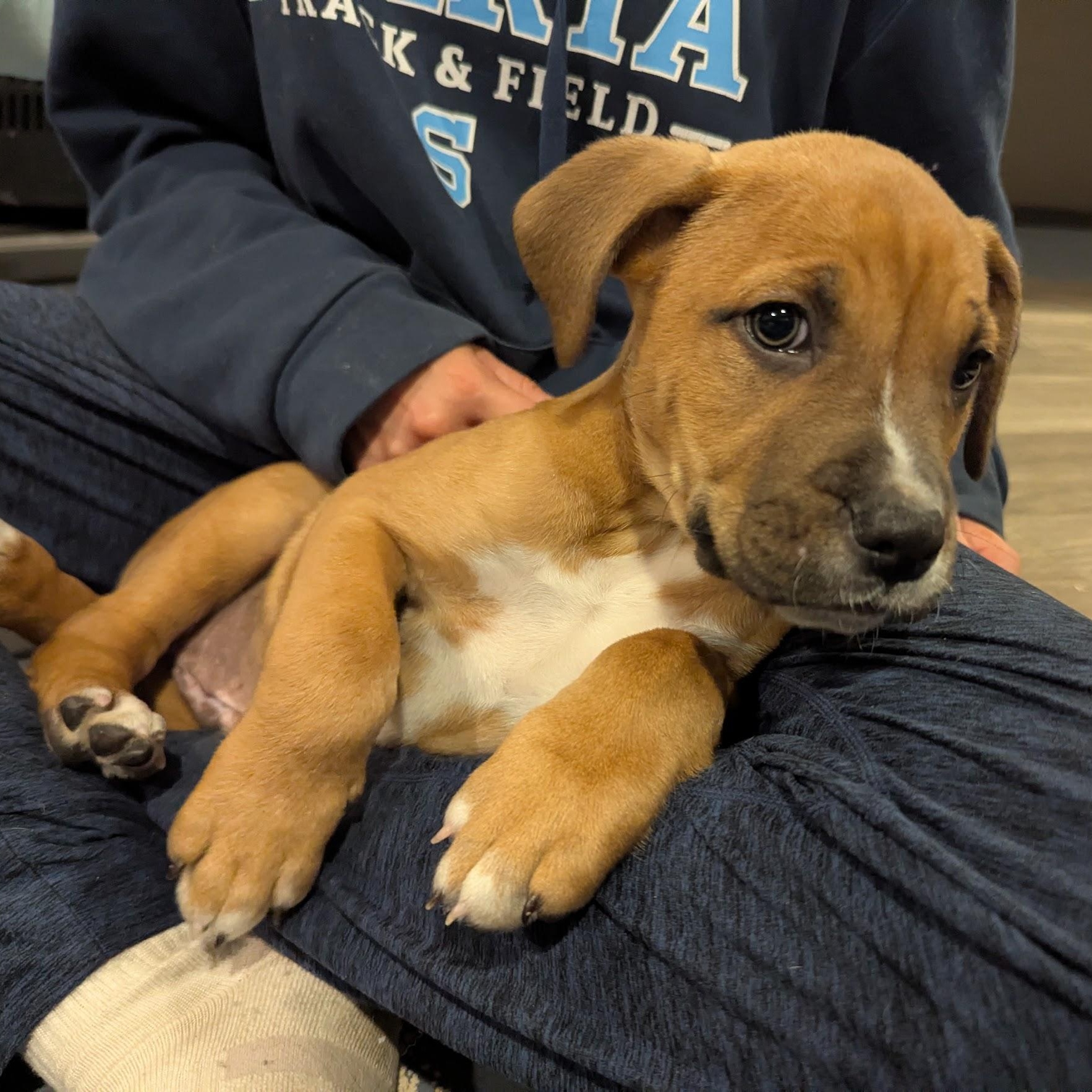 Enlarge Frank, an adoptable mixed breed in Sparta, NJ image 3/6