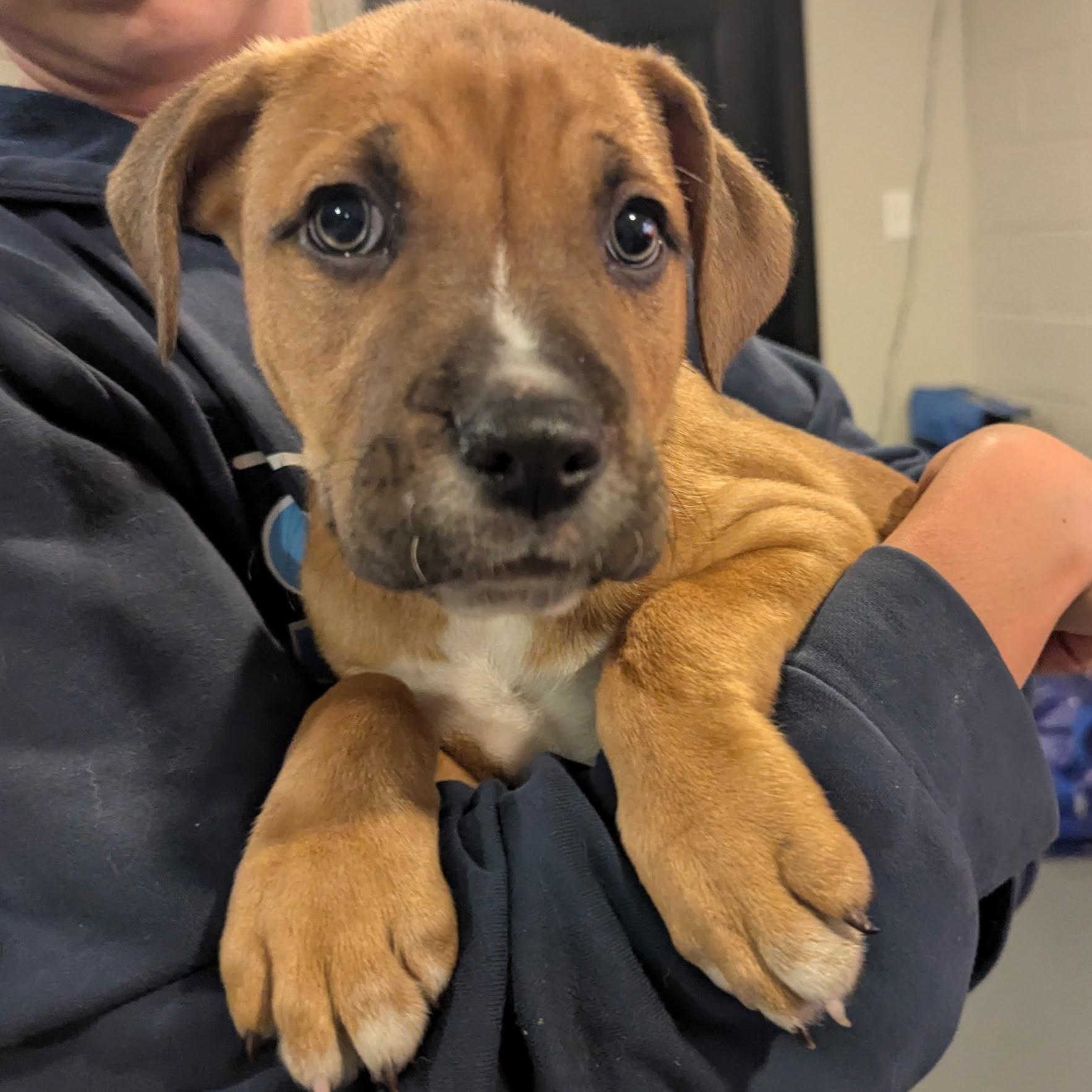 Enlarge Frank, an adoptable mixed breed in Sparta, NJ image 5/6