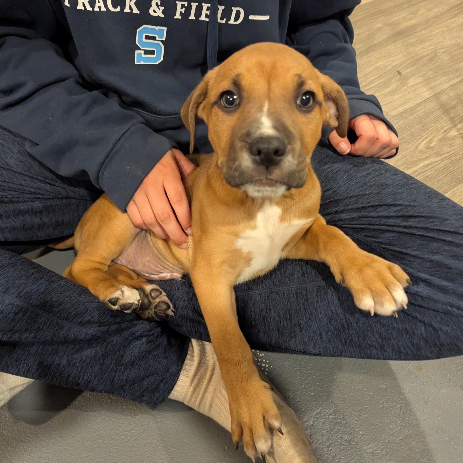 Enlarge Frank, an adoptable mixed breed in Sparta, NJ image 2/6