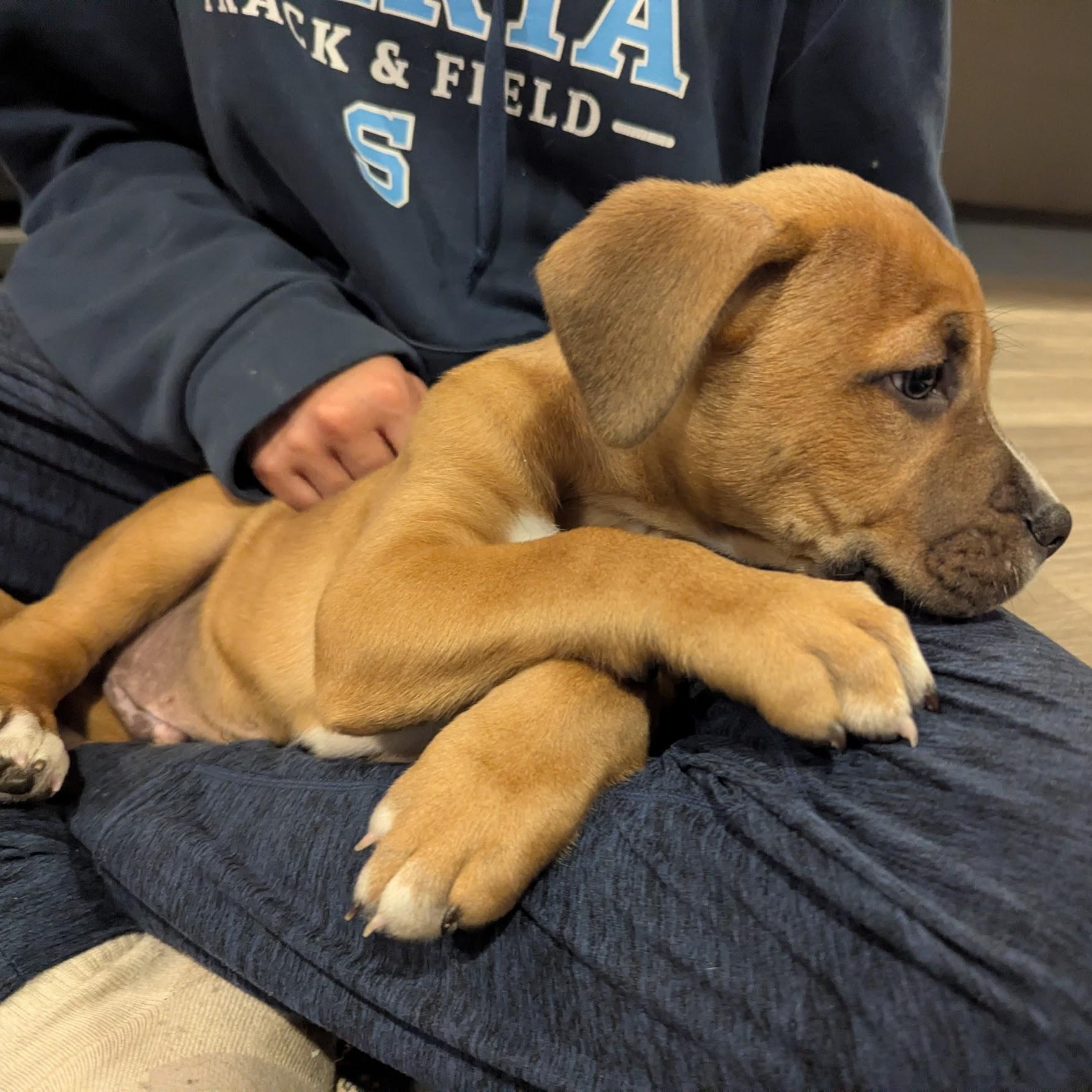 Enlarge Frank, an adoptable mixed breed in Sparta, NJ image 4/6